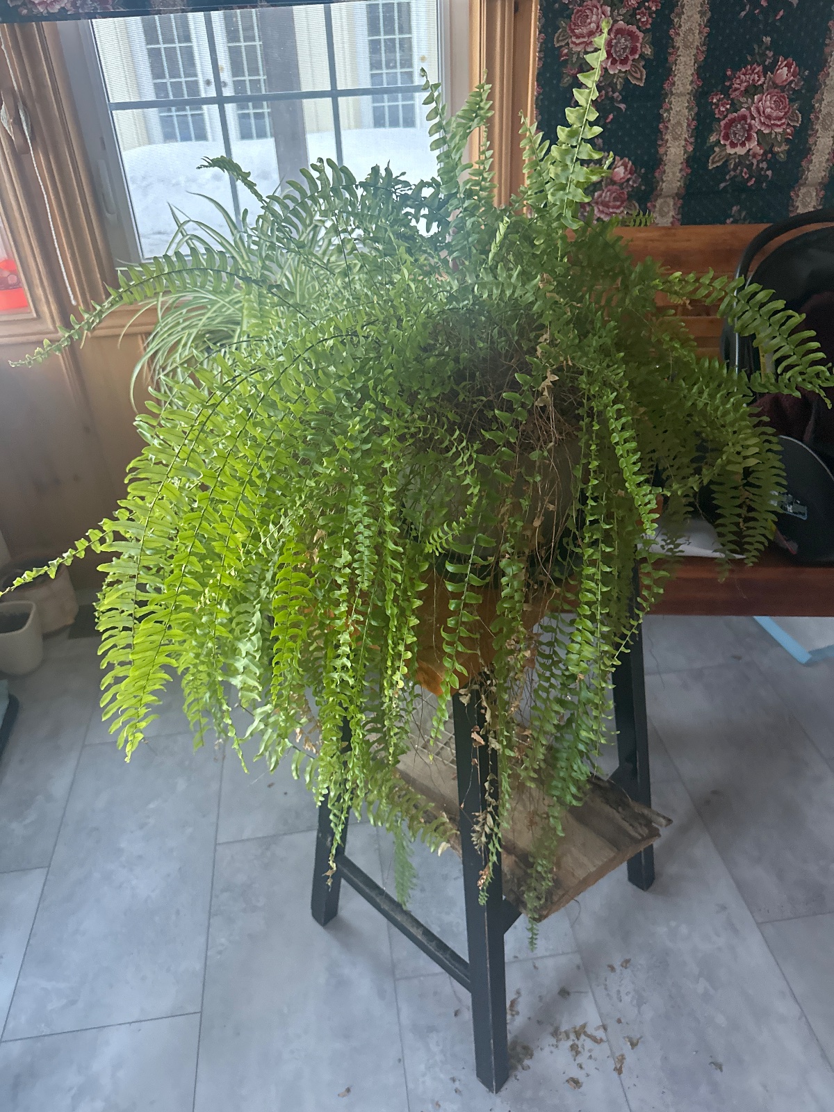 Fern plant